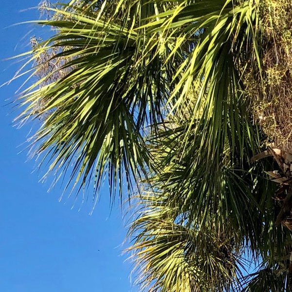 FS-PalmSquare palm tree